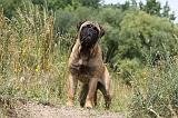 BULLMASTIFF 264